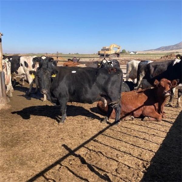 Idaho Dairies/Ranches - 74 Cows (Burley, ID)