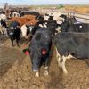 Image 1 : Idaho Dairies/Ranches - 40 Cows (Burley, ID)