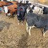Image 3 : Idaho Dairies/Ranches - 40 Cows (Burley, ID)