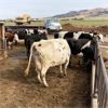Image 4 : Idaho Dairies/Ranches - 40 Cows (Burley, ID)