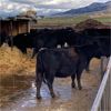 Image 1 : Idaho Ranches/Dairies - 45 Head (Burley, ID)