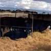 Image 2 : Idaho Ranches/Dairies - 45 Head (Burley, ID)