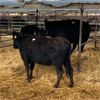 Image 3 : Idaho Ranches/Dairies - 45 Head (Burley, ID)