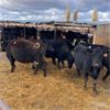 Image 5 : Idaho Ranches/Dairies - 45 Head (Burley, ID)