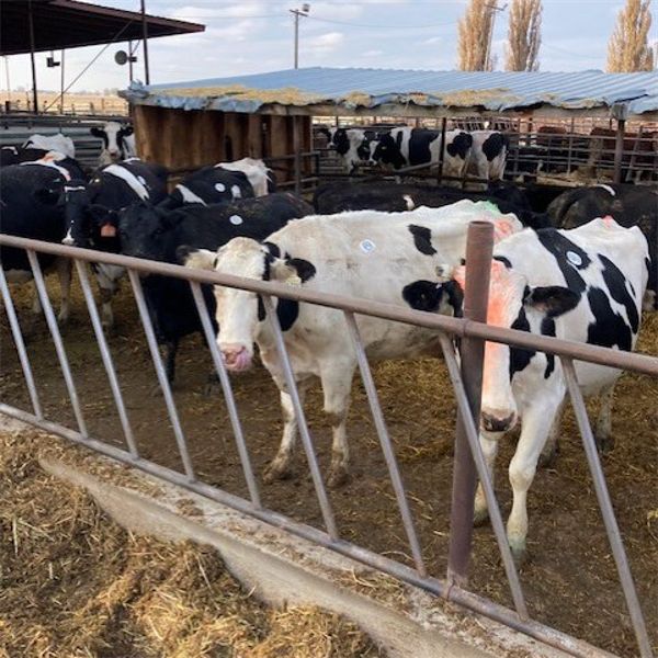 Idaho Ranches/Dairies - 84 Cows (Burley, ID)