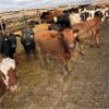 Image 2 : Idaho Ranches/Dairies - 84 Cows (Burley, ID)