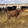 Image 4 : Idaho Ranches/Dairies - 84 Cows (Burley, ID)