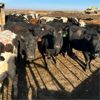 Image 1 : Idaho Dairies/Ranches - 59 Cows (Burley, ID)