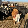 Image 2 : Idaho Dairies/Ranches - 59 Cows (Burley, ID)