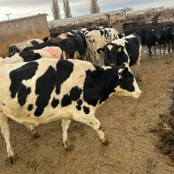 Idaho Dairies/Ranches - 86 Cows (Burley, ID)