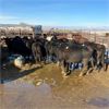 Image 2 : Idaho Dairies/Ranches - 53 Cows (Burley, ID)