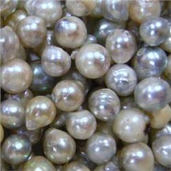 5X7 MM 100 AKOYA PEARLS PARCEL - UNDRILLED 