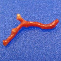 6.22 CTS NATURAL ITALIAN CORAL BRANCH 40x10 MM