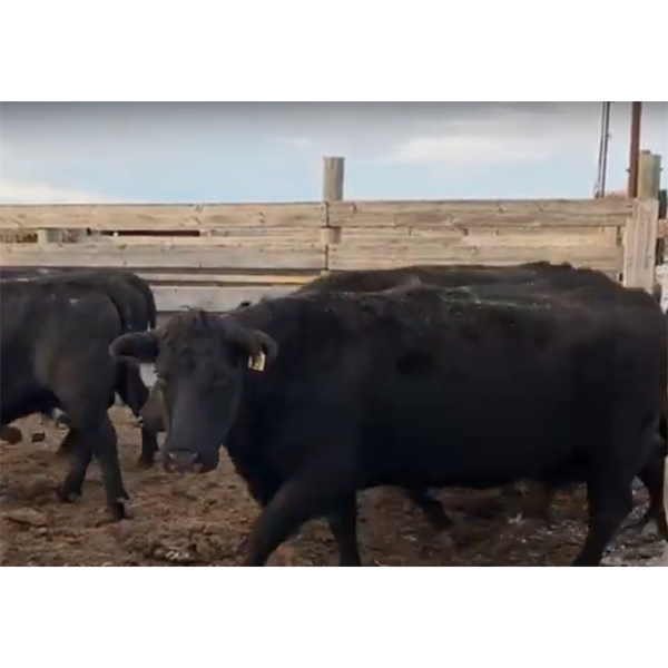 Chad Smith - 13 Middle-Aged Cows (Pen 502)