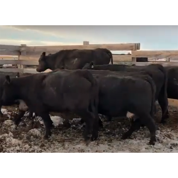 Chad Smith - 8 Middle-Aged/Older Cows (Pen 510)