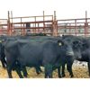 Image 3 : Newman Farms - 14 4-5 year-old Cows (Pen 517)