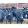Image 1 : Newman Farms - 12 6-7 year-old Cows (Pen 519A)