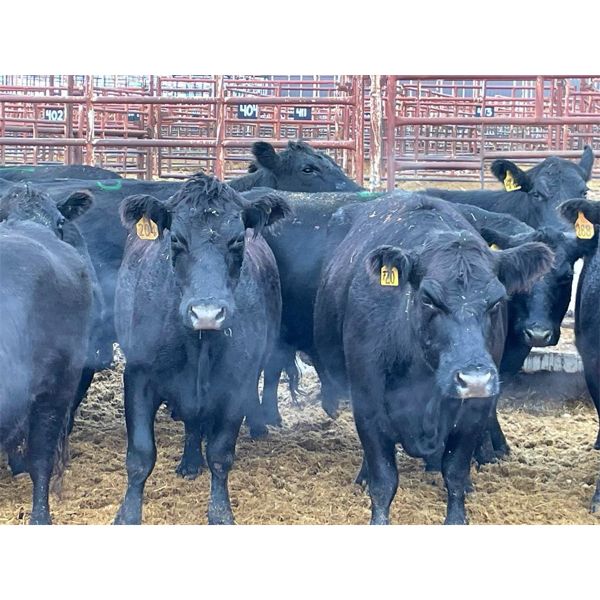 Newman Farms - 12 6-7 year-old Cows (Pen 519B)