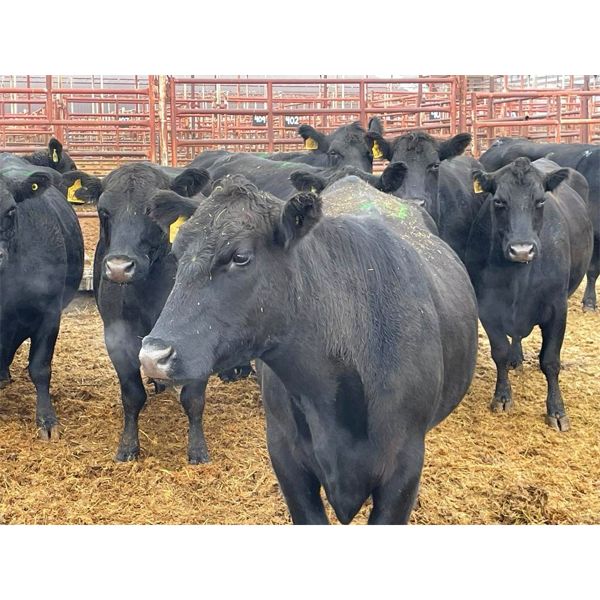 Newman Farms - 11 8-11 year-old Cows (Pen 521A)