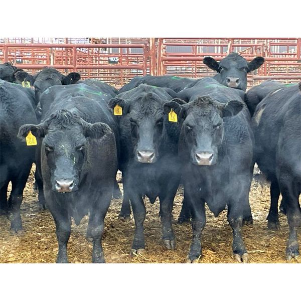 Newman Farms - 10 8-11 year-old Cows (Pen 521C)
