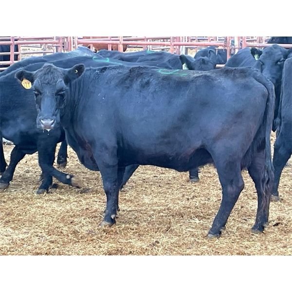 Newman Farms - 11 Mature Cows (Pen 515)