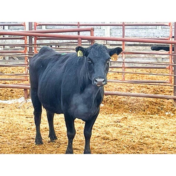 Newman Farms - 4 Young - Middle Aged Cows (Pen 408)