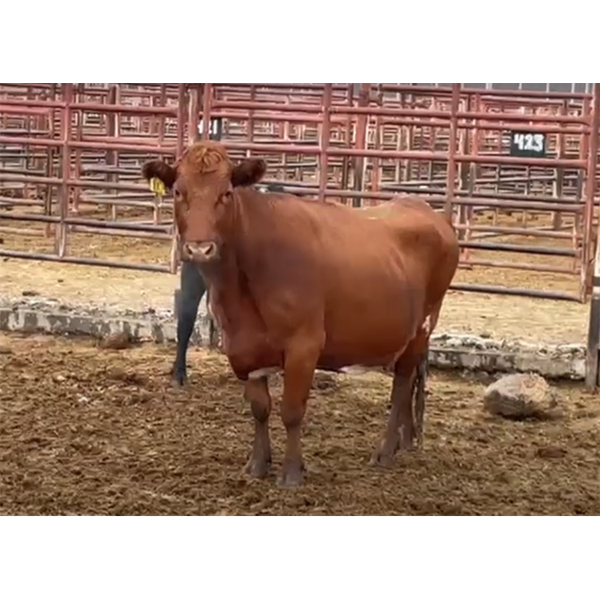 Newman Farms - 3 Young Cows (Pen 406)