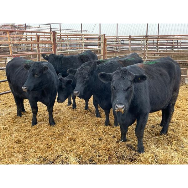 Derek Elliot - 5 2nd Calvers (Pen 431)