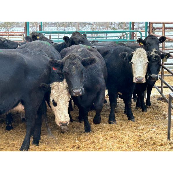 M.L. Petrollini - 11 Middle-Aged Cows (Pen 148)