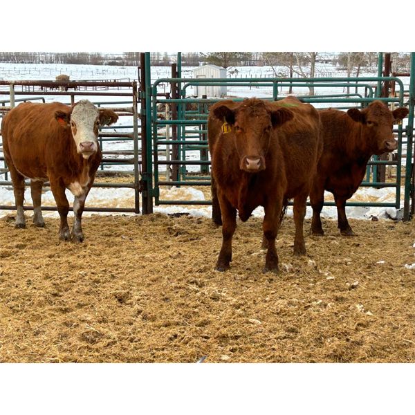 M.L. Petrollini - 3 Young Cows (Pen 152)