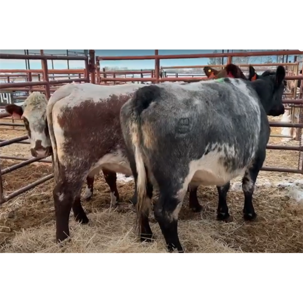 M.L. Petrollini - 3 Young Cows (Pen 139)