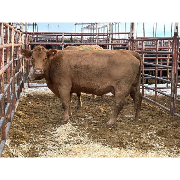 M.L. Petrollini - 2 Young Cows (Pen 141)