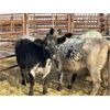 Image 1 : DP Cattle Co. - 5 Speckled Park 3rd Calvers (Pen 433)