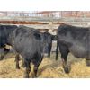 Image 1 : DP Cattle Co. - 10 Black 4-5 Year-Old Cows (Pen 414)
