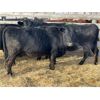 Image 2 : DP Cattle Co. - 10 Black 4-5 Year-Old Cows (Pen 414)