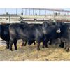 Image 3 : DP Cattle Co. - 10 Black 4-5 Year-Old Cows (Pen 414)