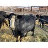 Image 1 : DP Cattle Co. - 10 Black 6-9 Year-Old Cows (Pen 431)
