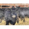 Image 2 : DP Cattle Co. - 10 Black 6-9 Year-Old Cows (Pen 431)