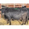 Image 3 : DP Cattle Co. - 10 Black 6-9 Year-Old Cows (Pen 431)
