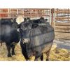 Image 4 : DP Cattle Co. - 10 Black 6-9 Year-Old Cows (Pen 431)
