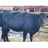 Image 2 : DP Cattle Co. - 7 Black 2nd Calvers (Pen 519)