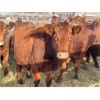 Image 2 : DP Cattle Co. - 10 Red Simmental X Mature Cows (Pen 412)
