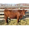 Image 3 : DP Cattle Co. - 10 Red Simmental X Mature Cows (Pen 412)