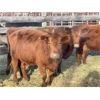 Image 1 : DP Cattle Co. - 8 Red Mature Cows (Pen 416)