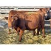 Image 2 : DP Cattle Co. - 8 Red Mature Cows (Pen 416)