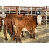 Image 3 : DP Cattle Co. - 8 Red Mature Cows (Pen 416)