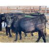 Image 3 : DP Cattle Co. - 10 Black Mature Cows (Pen 429)