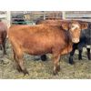 Image 3 : DP Cattle Co. - 10 Red Simmental X 2nd Calvers (Pen 504)