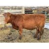 Image 4 : DP Cattle Co. - 10 Red Simmental X 2nd Calvers (Pen 504)