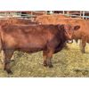 Image 1 : DP Cattle Co. - 13 Red Simmental X 2nd Calvers (Pen 501)